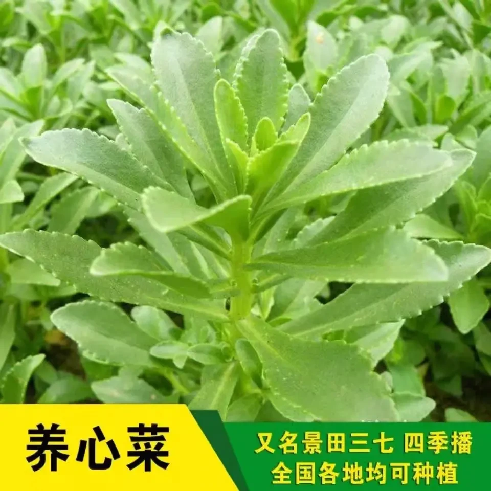 【满5包包邮】养心菜高钙救心菜种子可食用野菜四季播阳台盆栽特色