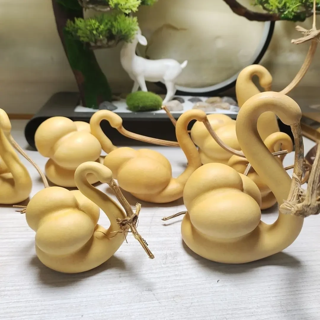 【满5包包邮】天鹅葫芦种子鹤首文玩观赏摆件葫芦种籽播阳台盆栽