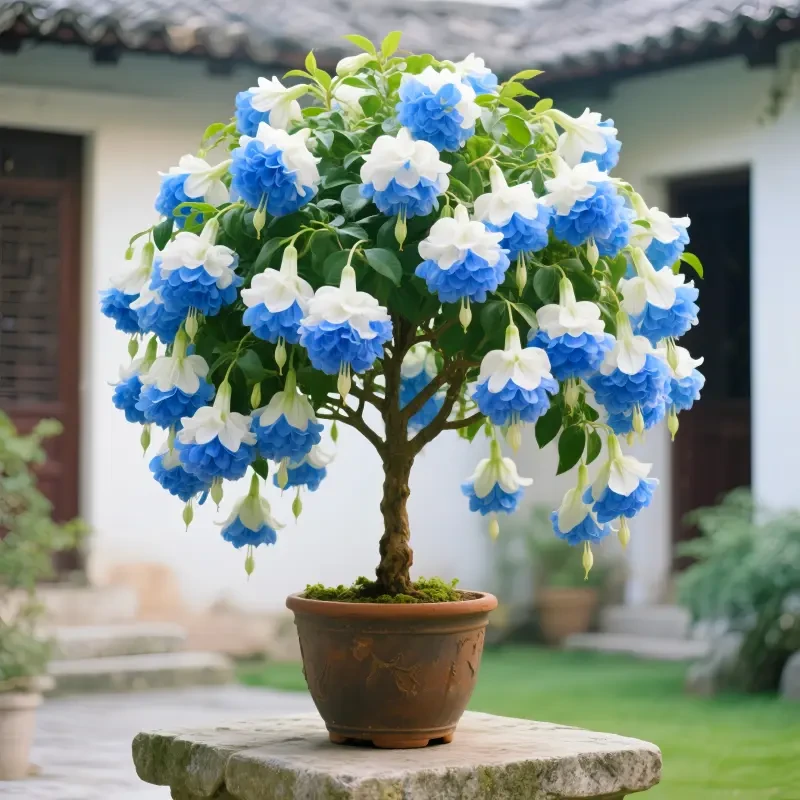 宝莲灯树苗盆栽室内外阳台庭院四季可种易存活花卉绿植物驱蚊驱虫