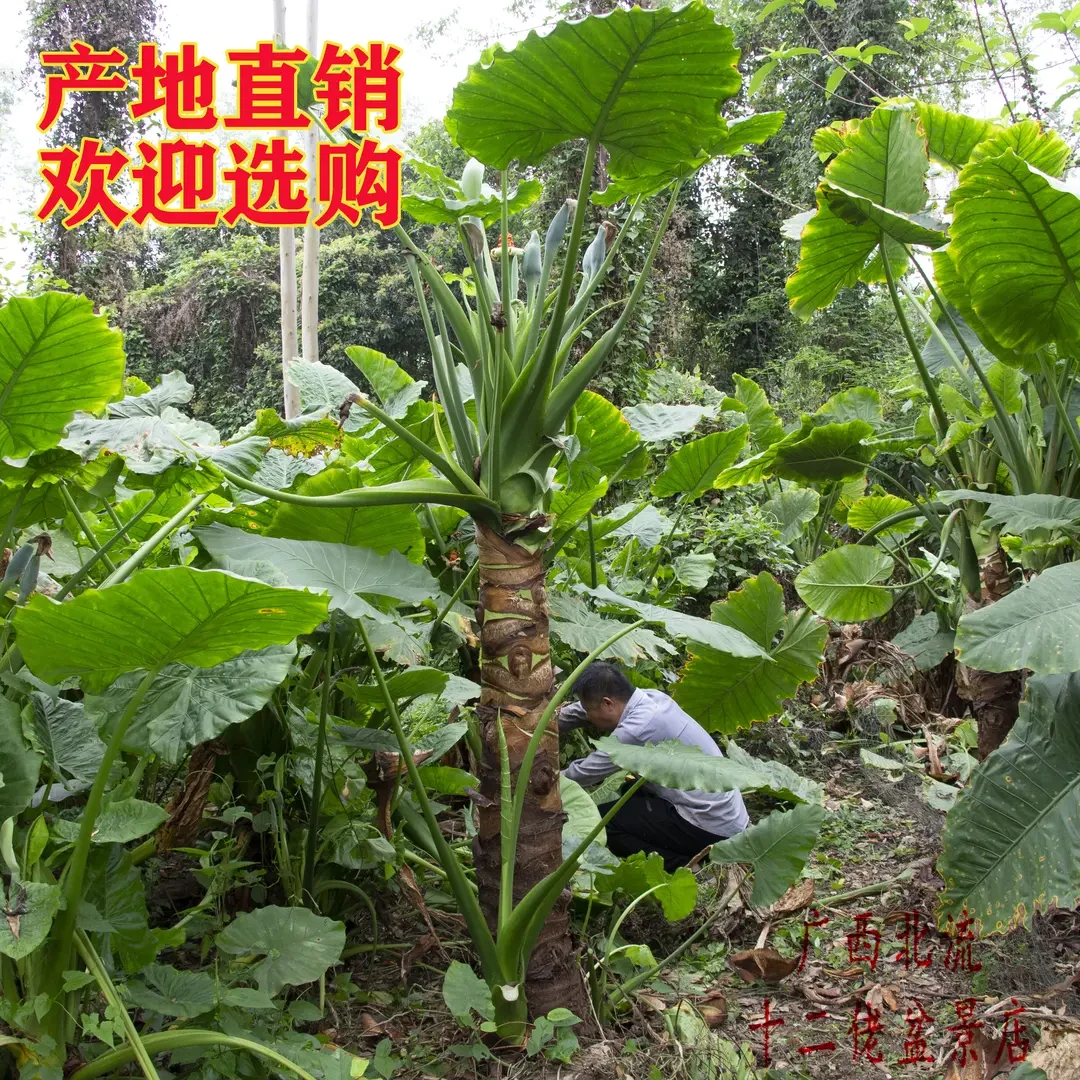 滴水观音盆栽大叶霸王芋室内绿植吸醛庭院植物老桩水培大叶绿植
