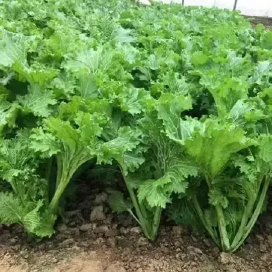 【香叶芥菜种子】四季种植盆栽地栽阳台小院种植