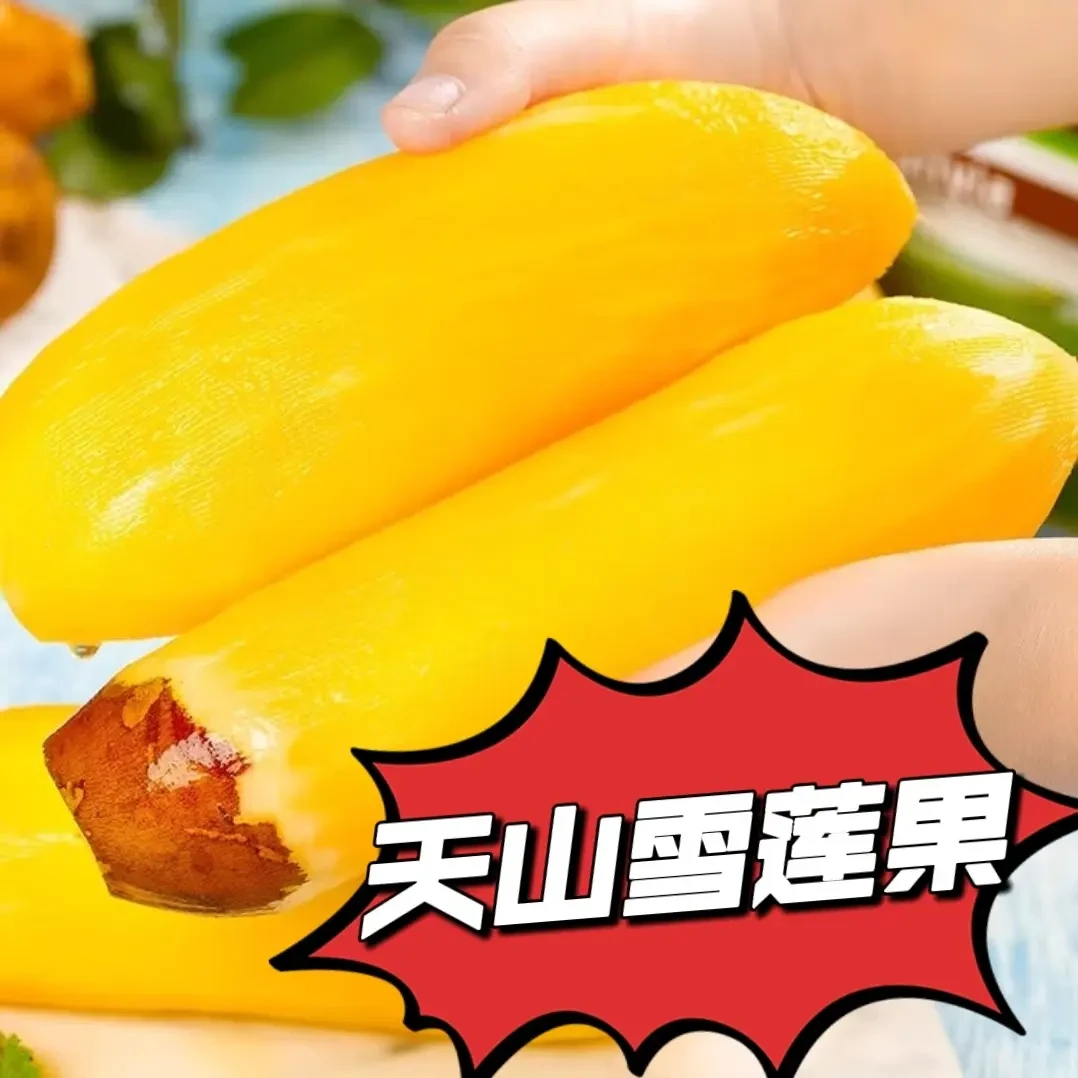 云南天山雪莲果新鲜现挖黄心水果清甜脆爽多汁