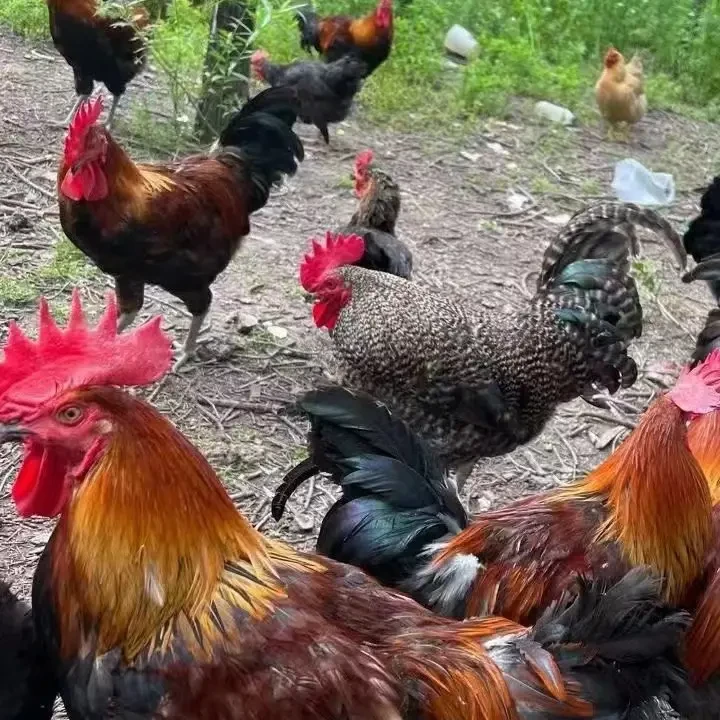 东北散养黑爪大公鸡林间溜达鸡杀好带内脏顺丰包邮