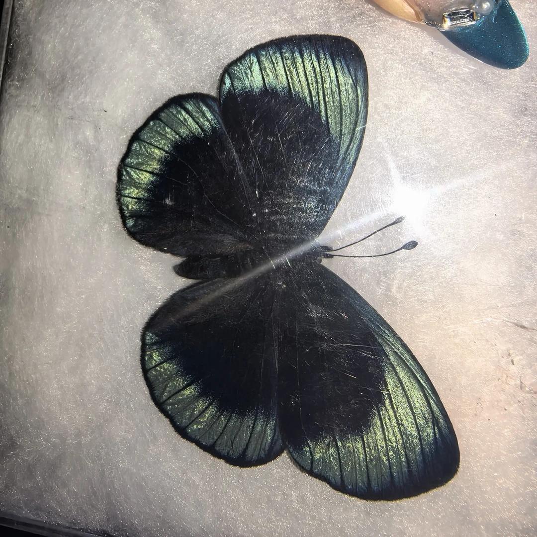 红腋星蛱蝶一对压棉