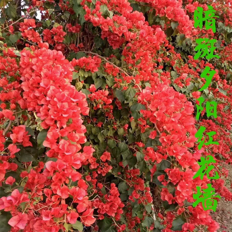 勤花暗斑夕阳红三角梅盆栽梅花盆景爬藤植物冬季四季开花新款包邮