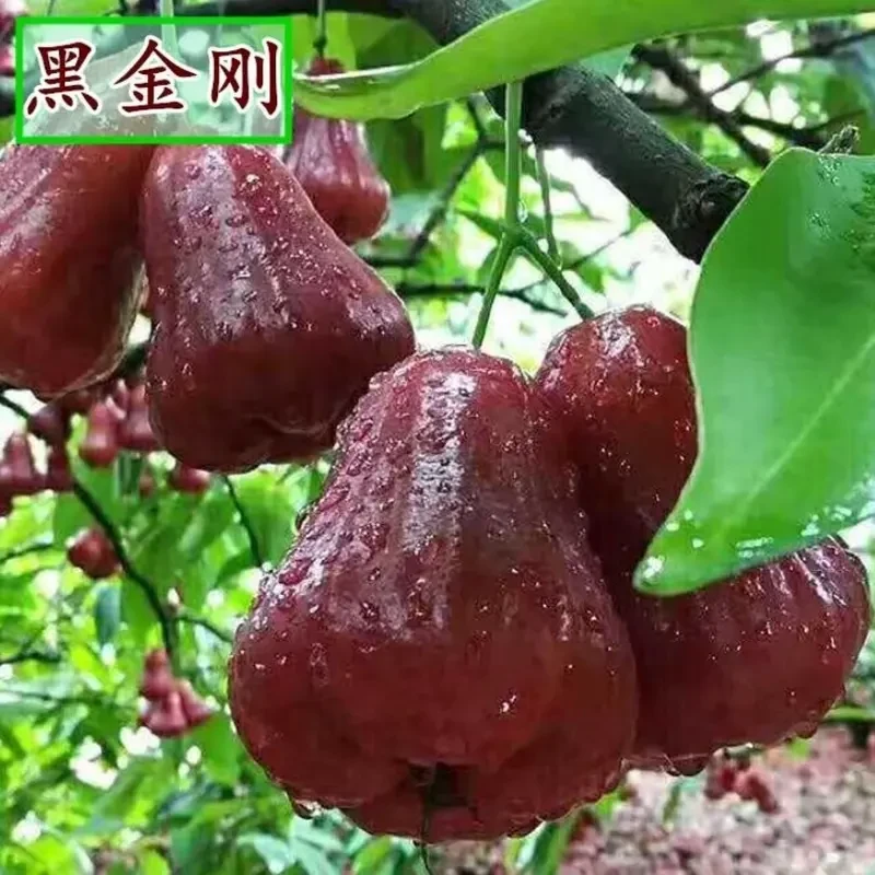 莲雾黑金刚种子四季播种阳台盆栽小院种植简单高产水果