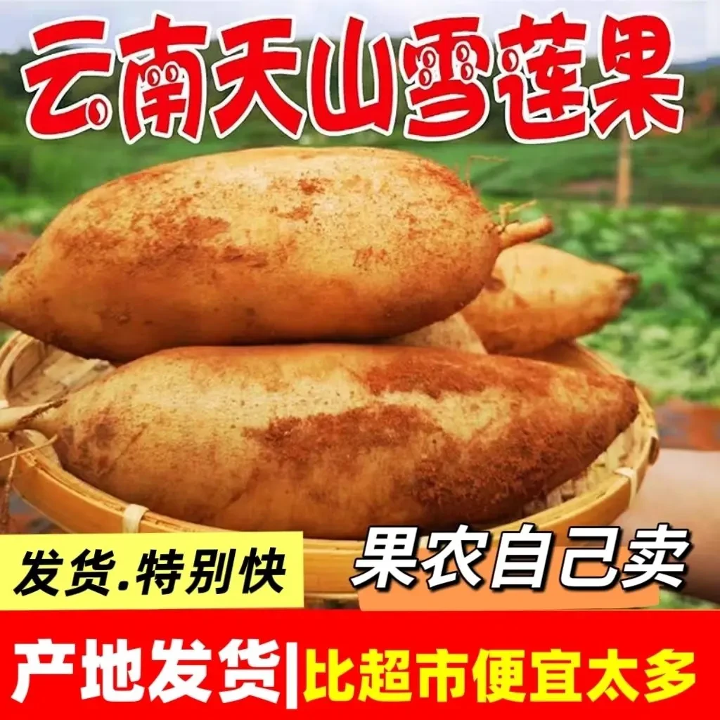 【10斤半价抢】云南天山雪莲果头茬水果脆甜多汁红心新鲜水果1/5斤