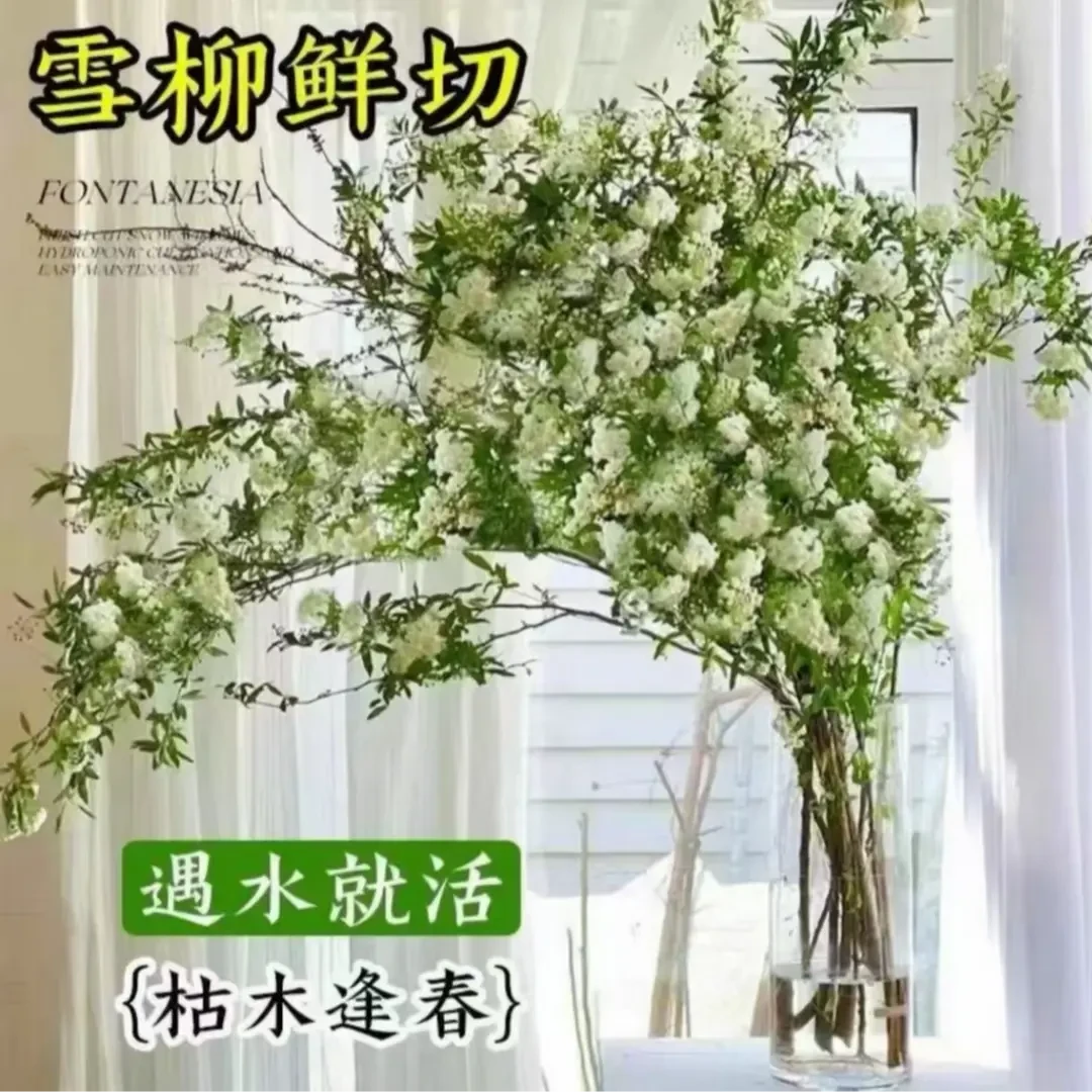 雪柳盆栽水样开花水培雪花植物花卉遇水枯木室内蓬绿植