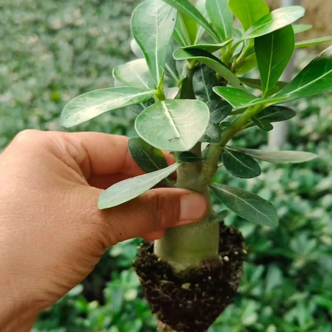 沙漠玫瑰2年桩2棵耐旱好养适合庭院室内外阳台的花卉绿植