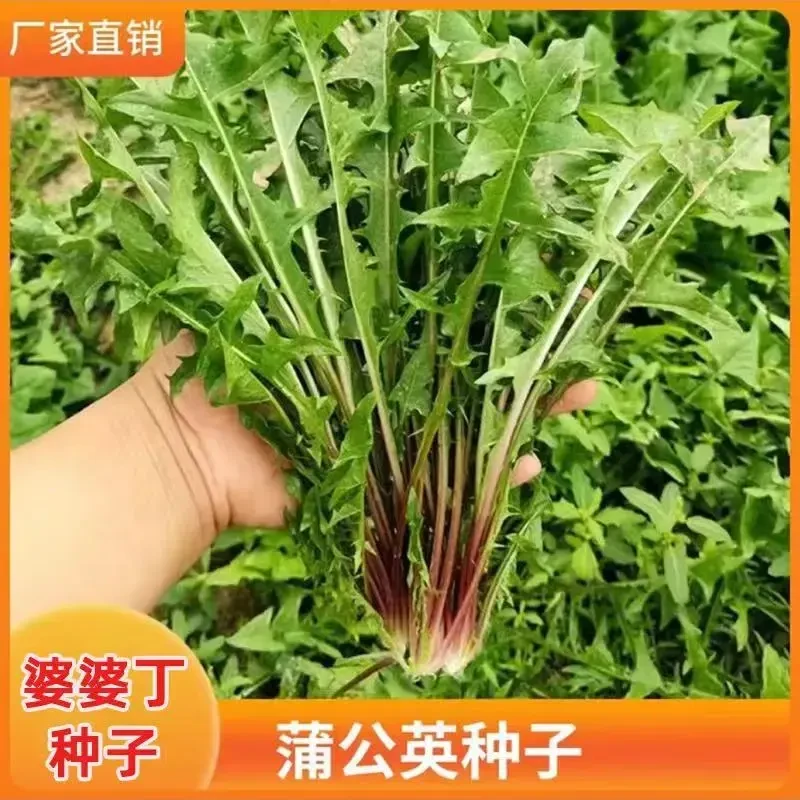 蒲公英种子婆婆丁种子野菜空心菜种子多年生阳台小院播种种植露地