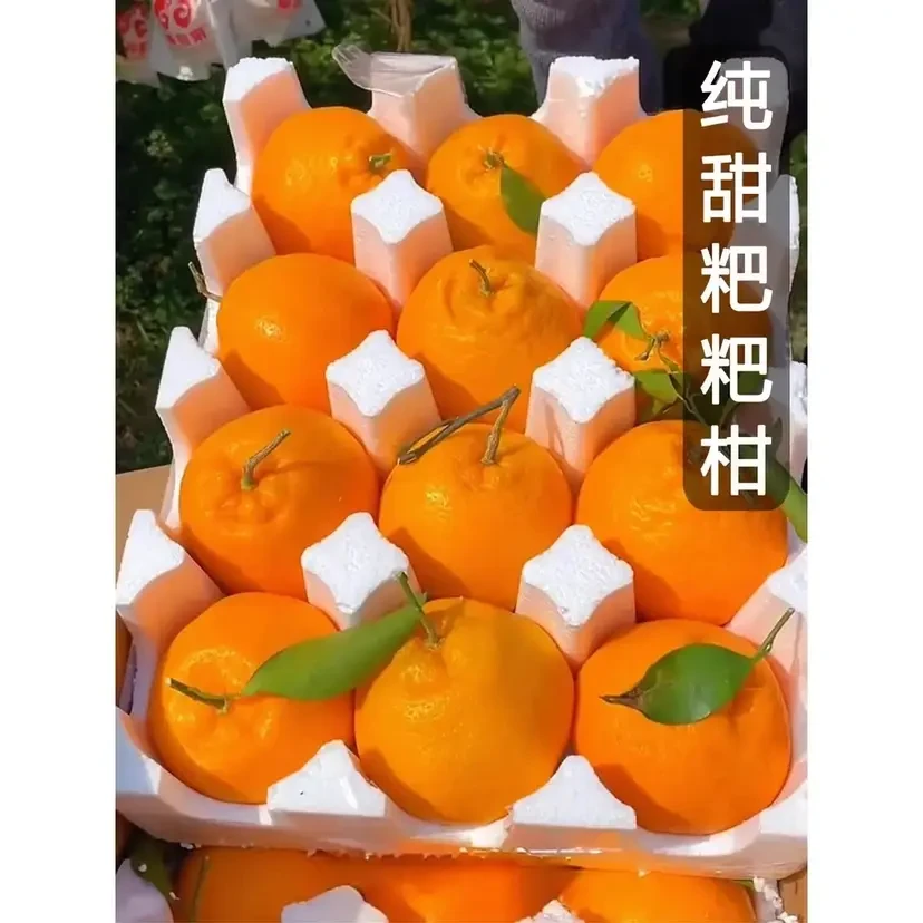 【现摘现发】四川春见耙耙柑橘子新鲜水果当季粑粑柑酸甜多汁孕妇吃