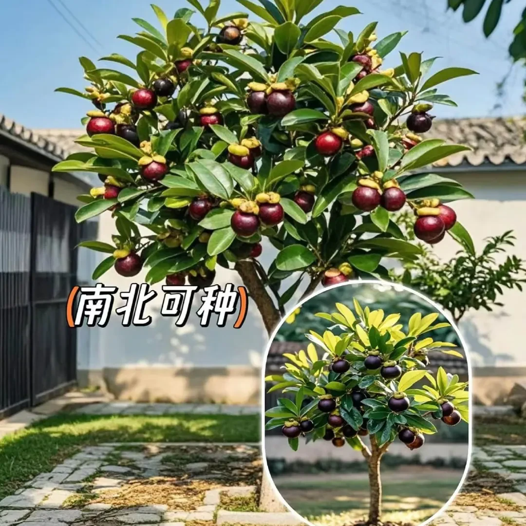 正宗改良泰国无籽山竹果树苗山竹苗山竹树苗南北方种植抗寒好种活