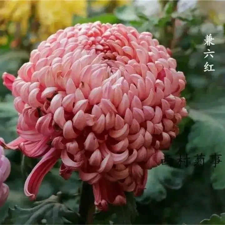 【国华兼六红】大花富贵菊 九月大菊盆栽开花好看