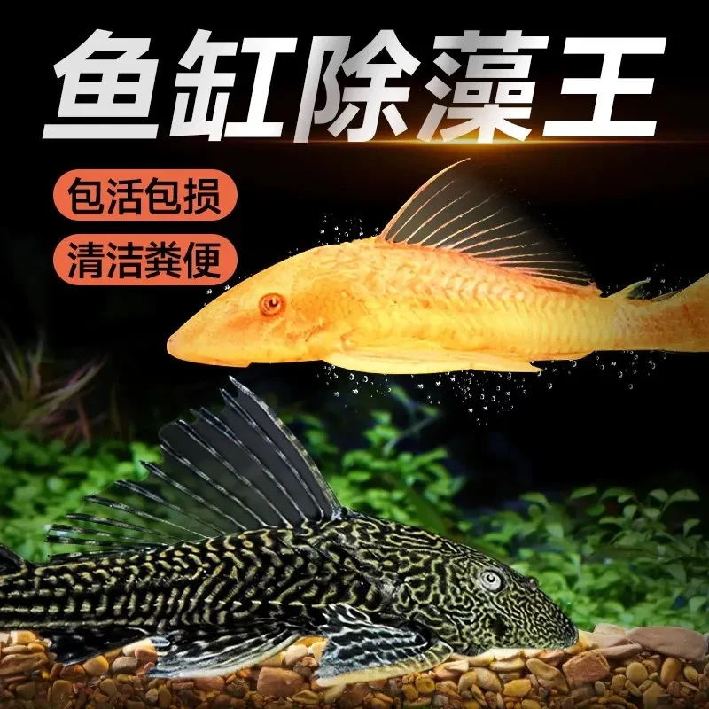 清道夫女王大帆工具鱼擦玻璃清理鱼缸青苔藻类和鱼食残渣吃鱼粪便
