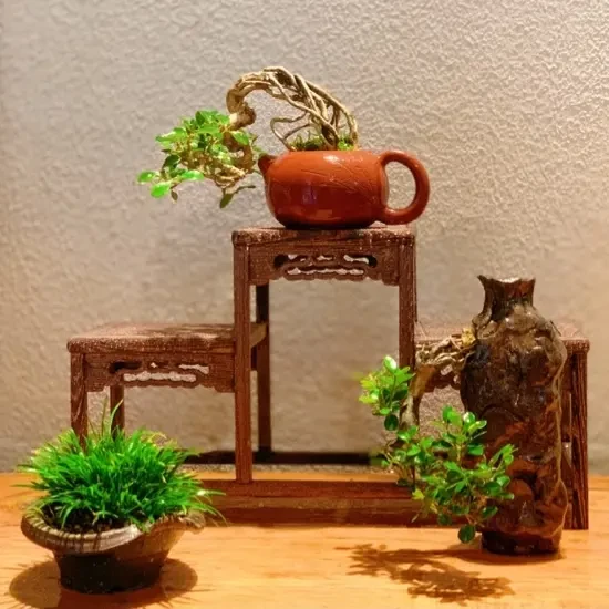 小盆景花架开花香满屋飘枝好养悬崖造型室内客厅禅意