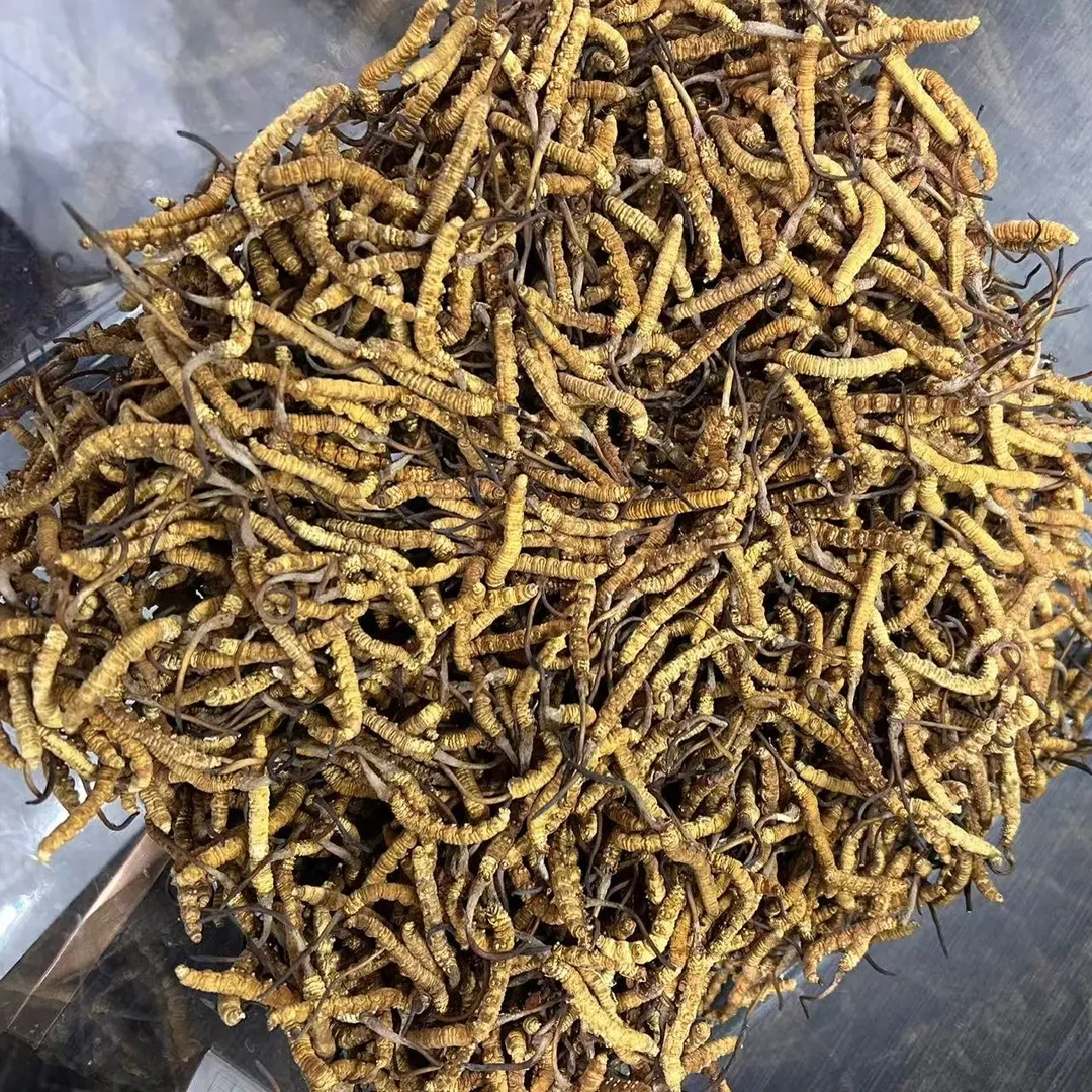 精选冬虫夏草头期高品质营养健康滋补好货体验装