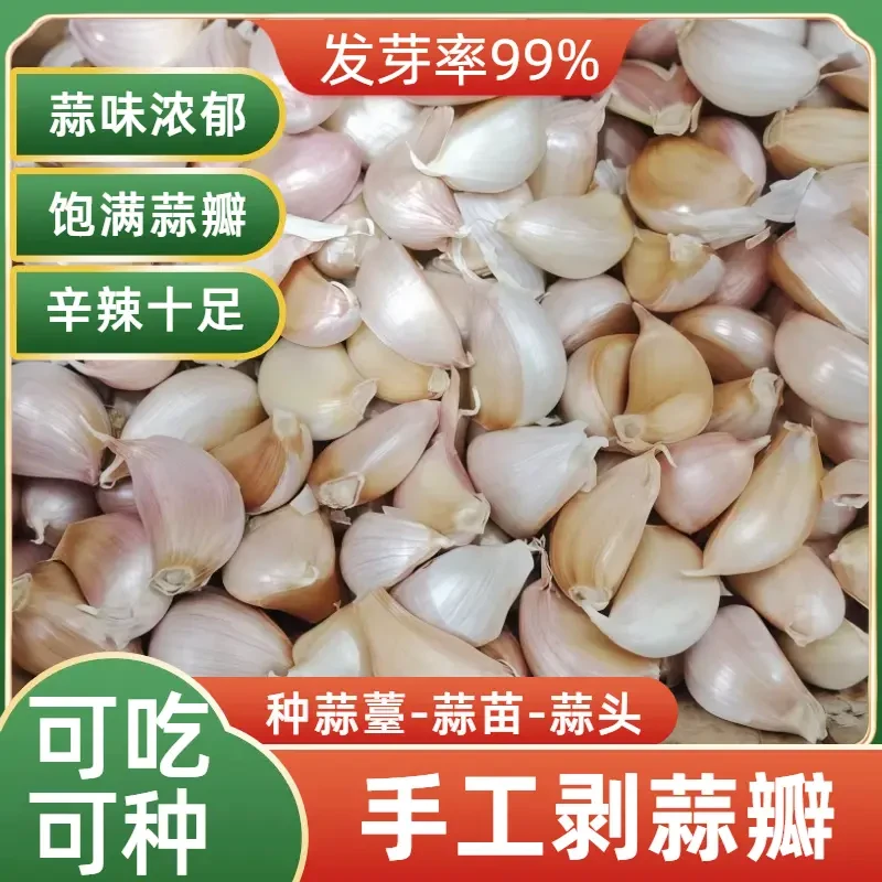 【可种可吃】2025新干蒜农家自种大蒜去皮蒜瓣饱满自然晾晒发芽率高