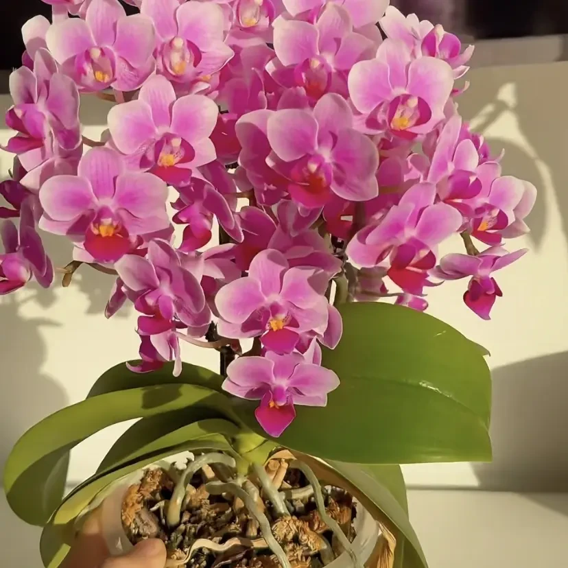 稀少品种甜心香妃蝴蝶兰好养懒人花浓香爆花3花剑