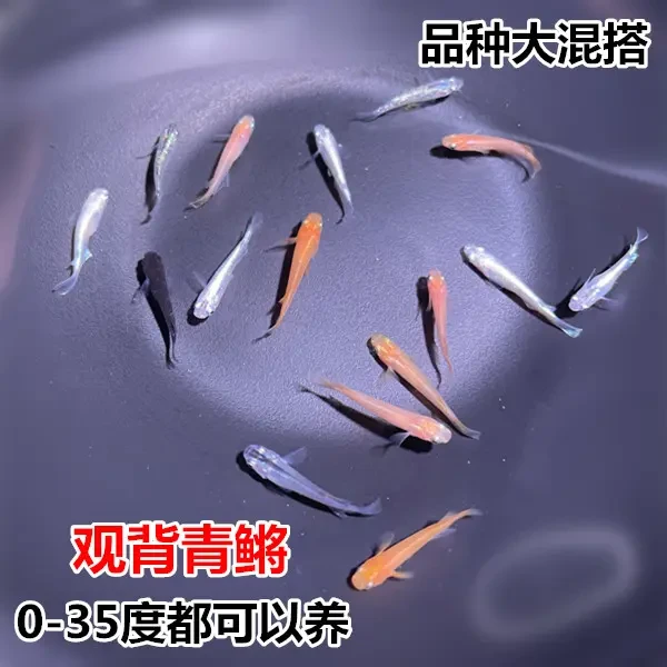 观背青鳉 冷水原生鱼 青江鱼活体 无需打氧好养活