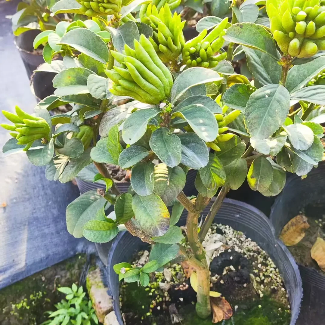 佛手树苗盆栽阳台庭院带果佛手柑盆景老桩植物花卉绿植好养活