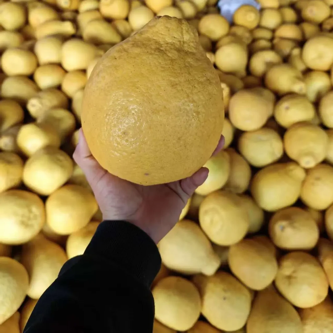 正宗广西容县沙田柚当季新鲜水果