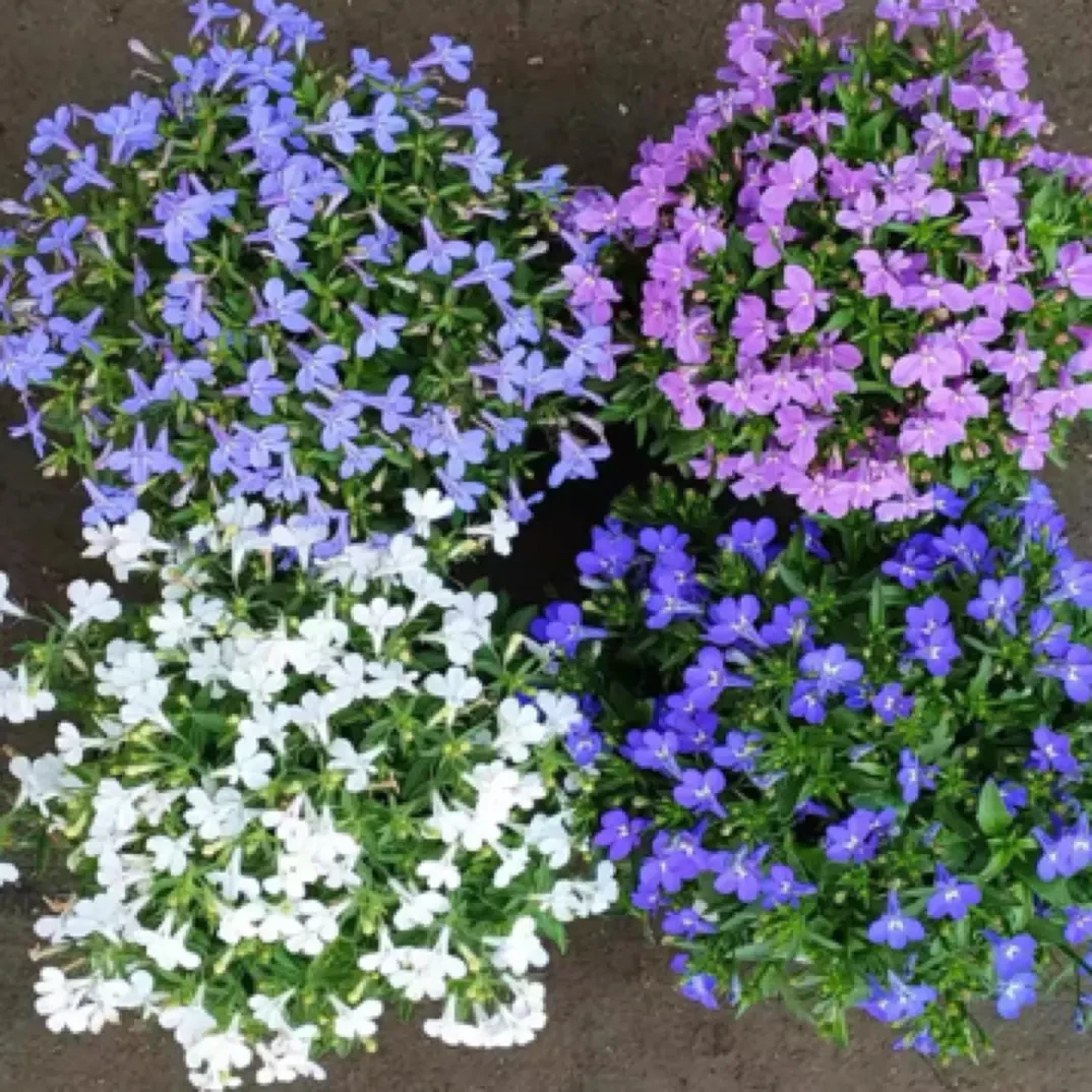 六倍利盆栽花苗耐寒多年生草本庭院阳台四季开花植物