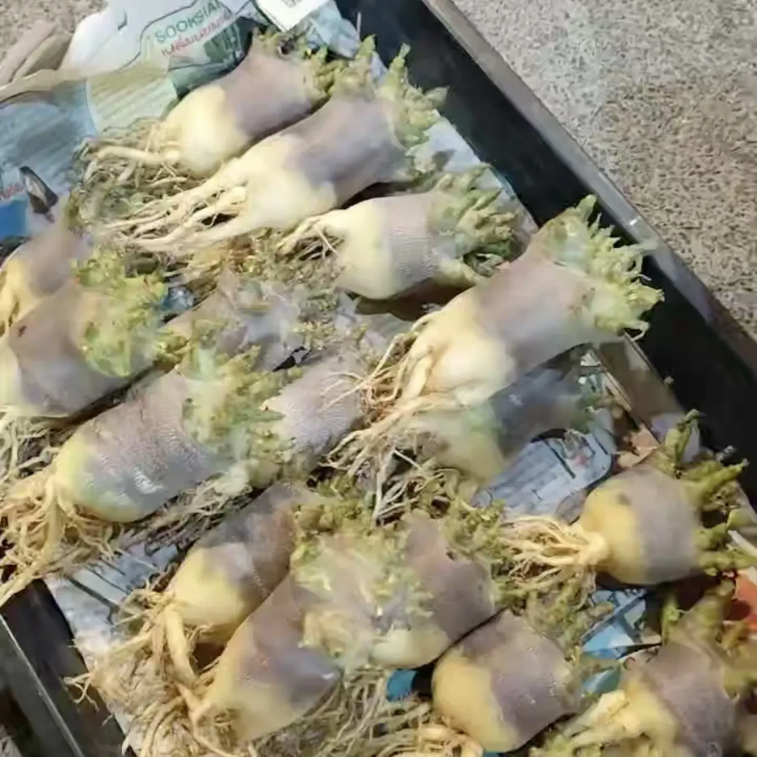 沙漠玫瑰10CM泰国哥斯拉矮胖短枝条好养