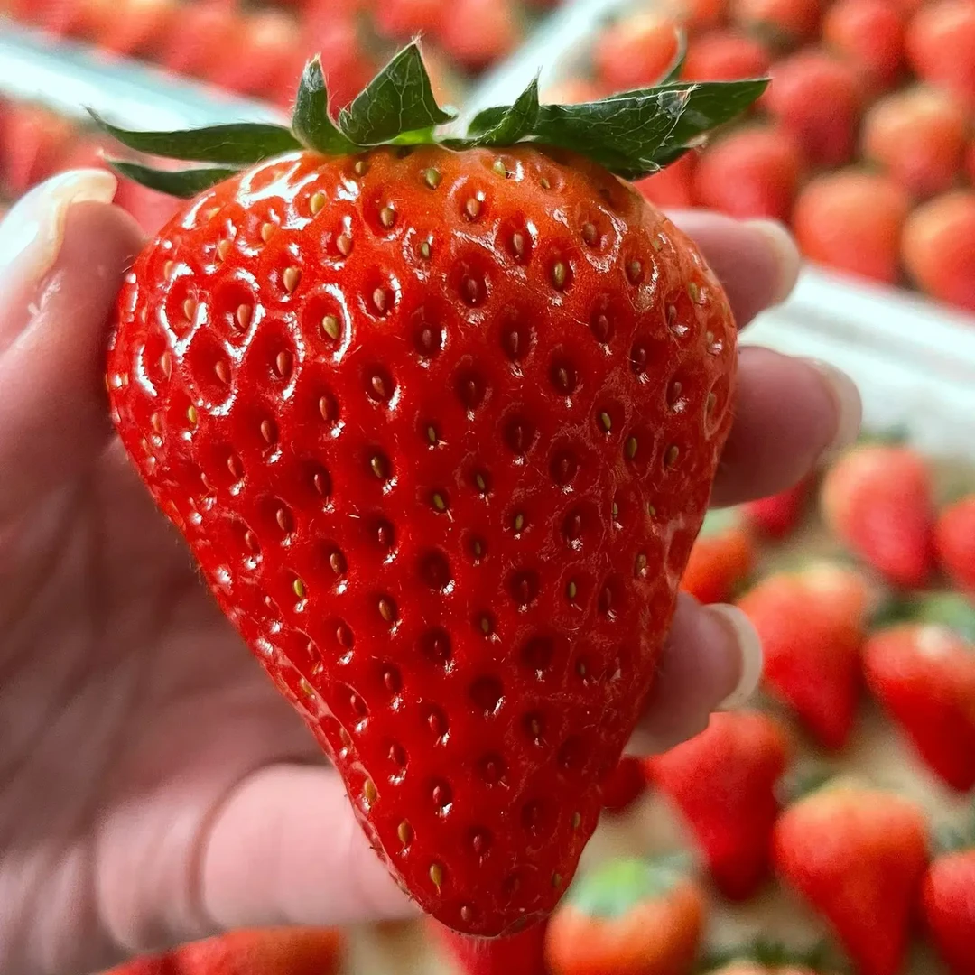 【草莓大果】新鲜采摘当天正宗丹东九九草莓顺丰空运包邮售后无忧