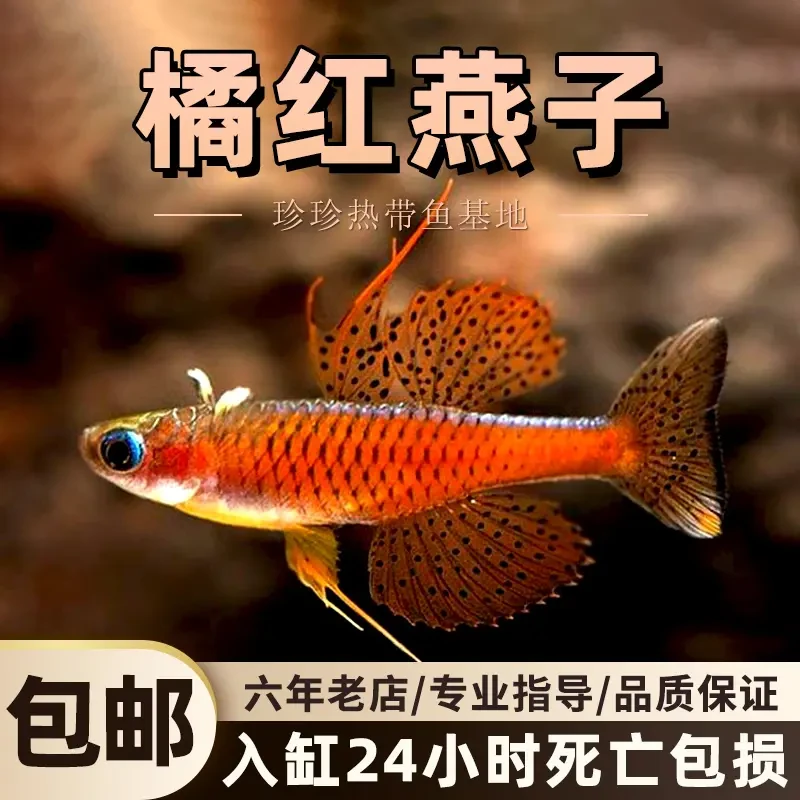 橘红燕子鱼观赏鱼霓虹珍珠鱼淡水草缸小型热带鱼群游鱼活体宠物鱼