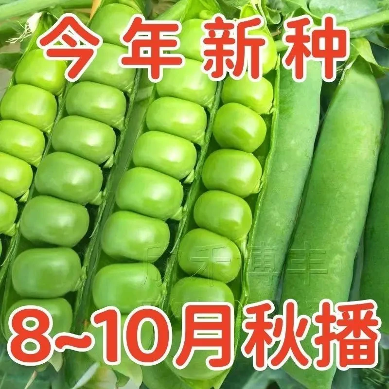 甜豌豆种子水果型甜脆可生吃菜豌豆大荚青豆甜豌豆尖四季播蔬菜籽