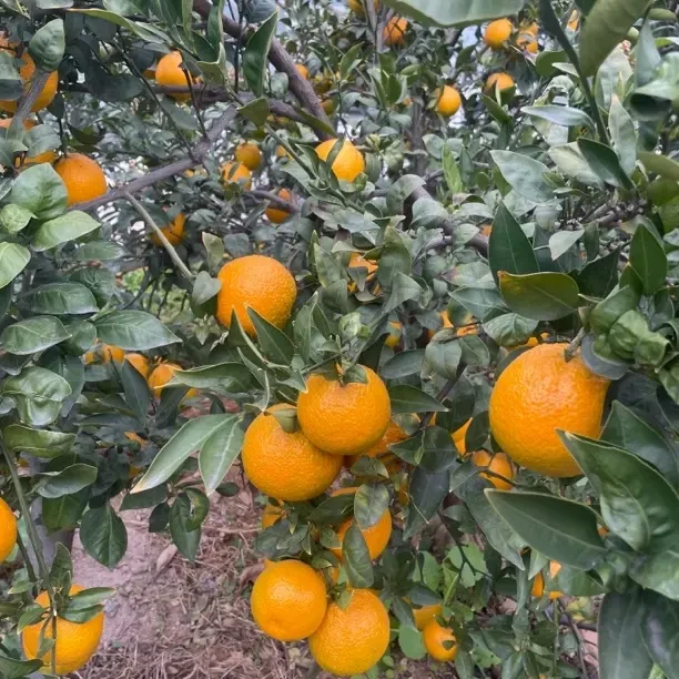 头茬果、2025汉源黄果柑橘错过等明年！酸甜味，外出暂停不发货