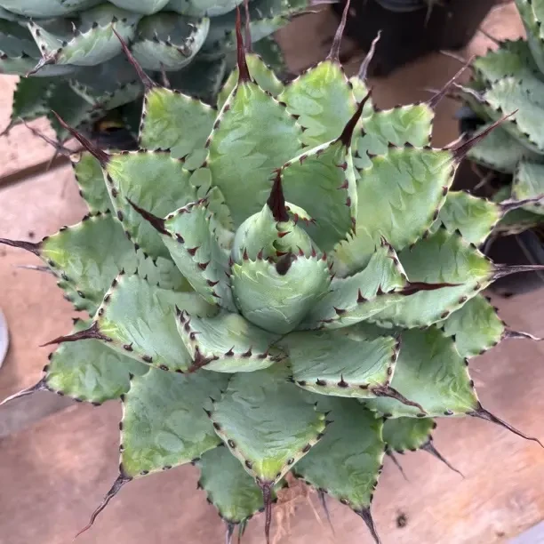 【任意下单即包邮】强曲八雷龙舌兰仁王冠,沙生植物高档绿植防辐射