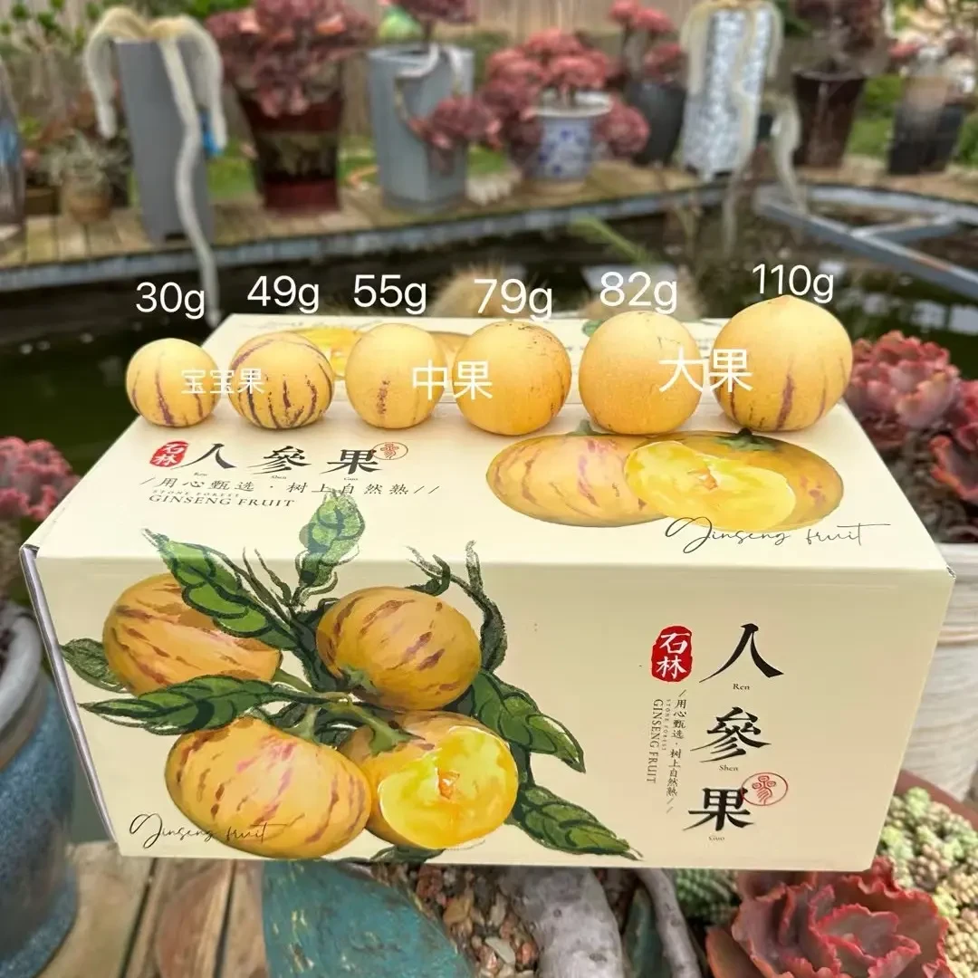 云南石林树上熟黄肉果新鲜多汁当季水果