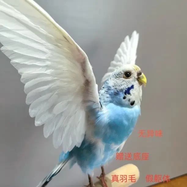 家居摆件装饰品仿真小鸟鹦鹉标本