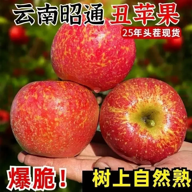 正宗云南昭通红露丑苹果脆甜多汁新鲜水果产地现摘现发红富士苹果