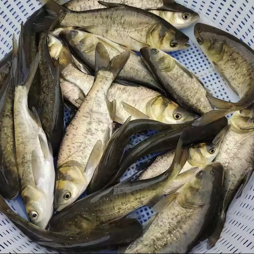 花鲢鱼 胖头鱼  大头鱼  鳙鱼 雄鱼