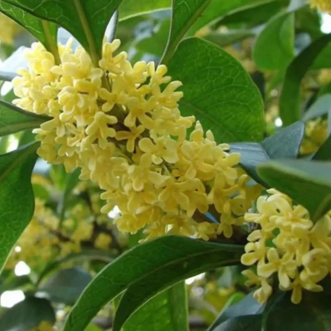 【清园子处理】四季桂【佛顶珠】桂花树苗盆栽室内外庭院阳台种植露天