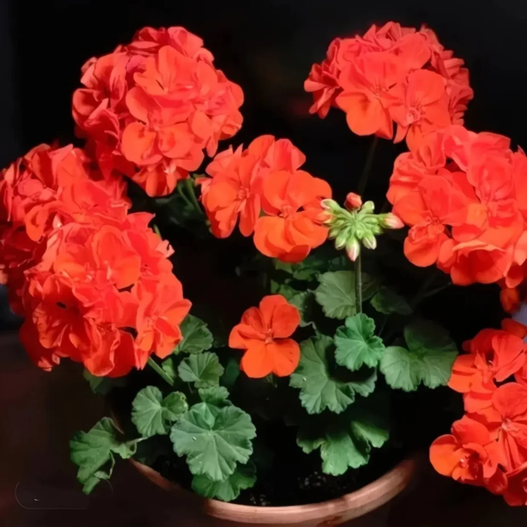 【橙色浪漫】天竺葵大花球 零下拍保温