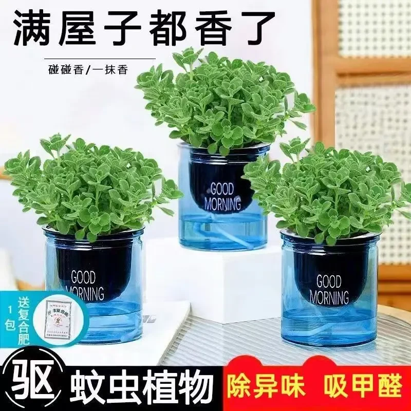 碰碰香一抹香办公室醒目防蚊植物净化空气室内外客厅海棠花