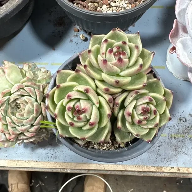 蓝龙多肉植物美观净化空气室内好养护