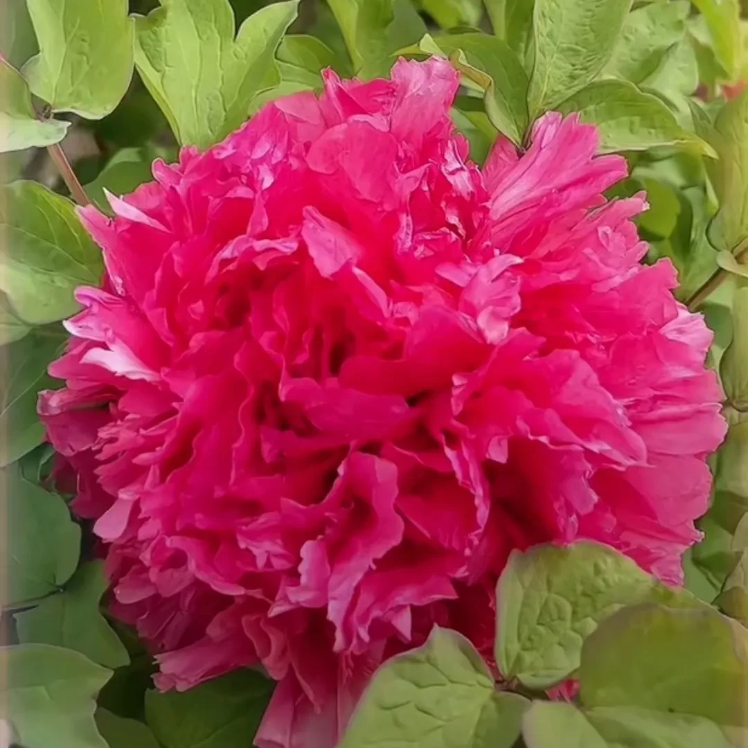 [霓虹幻彩]洛阳重瓣牡丹花苗耐寒好养带花苞适合室内外庭院种植