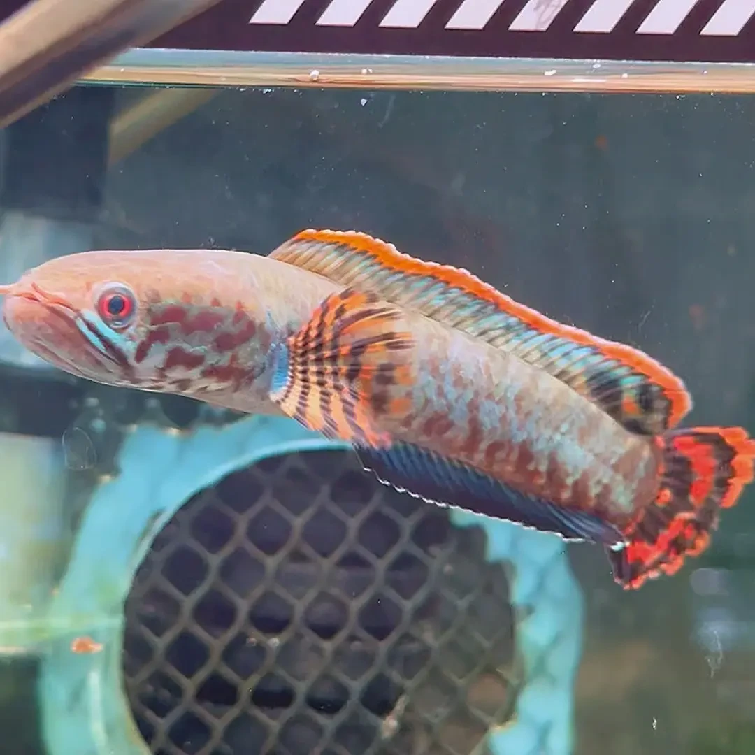 七彩雷龙鱼冷水观赏鱼原生鱼好养耐活