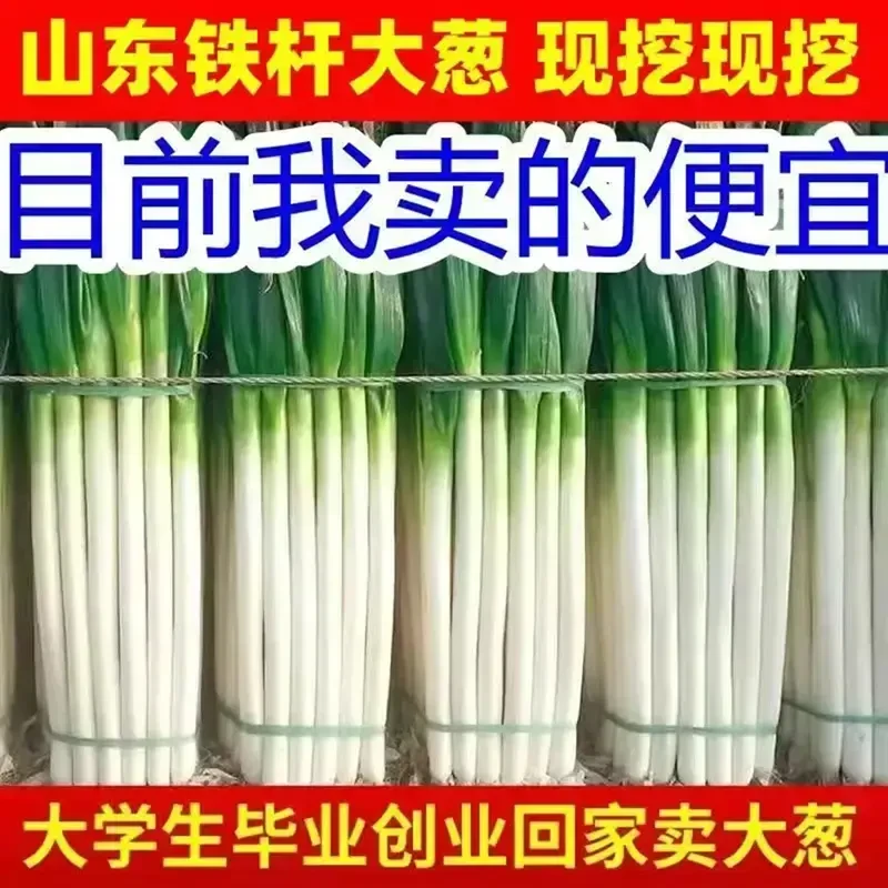 山东铁杆大葱新鲜蔬菜甜脆蘸酱现挖产地直发