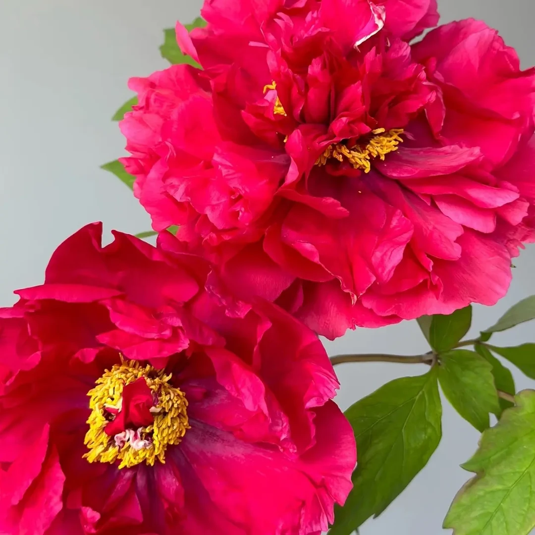 花王 大独杆 裸根发货