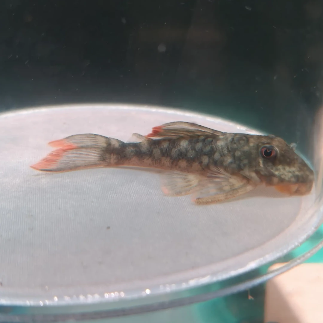 橘翅雪球异型鱼热带鱼活体清道夫清缸鱼