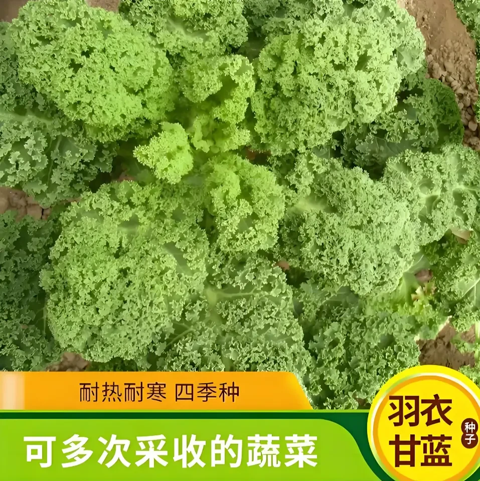 【羽衣甘蓝种子】家庭阳台小院四季种植盆栽地栽易种易活