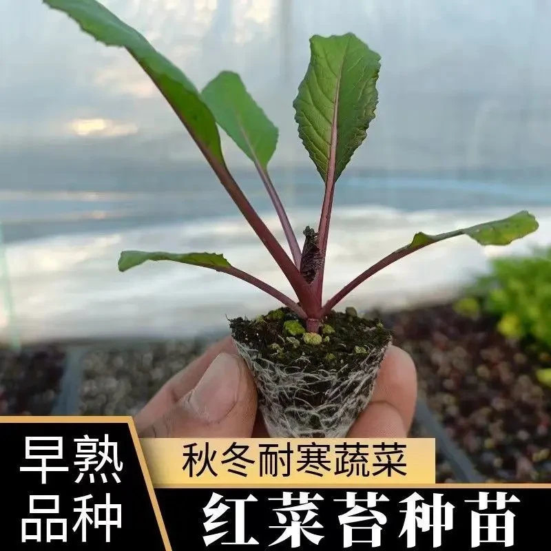 红菜苔苗红菜苔秧苗秋冬蔬菜苗蔬菜种子大全盆栽秧苗菜苗秧苗带土