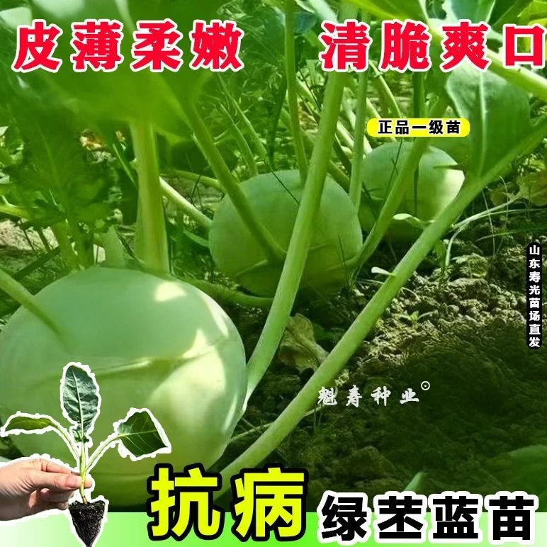 青苤蓝秧苤蓝水果绿苤兰球茎甘蓝秧苗花菜苗芥兰苗青皮