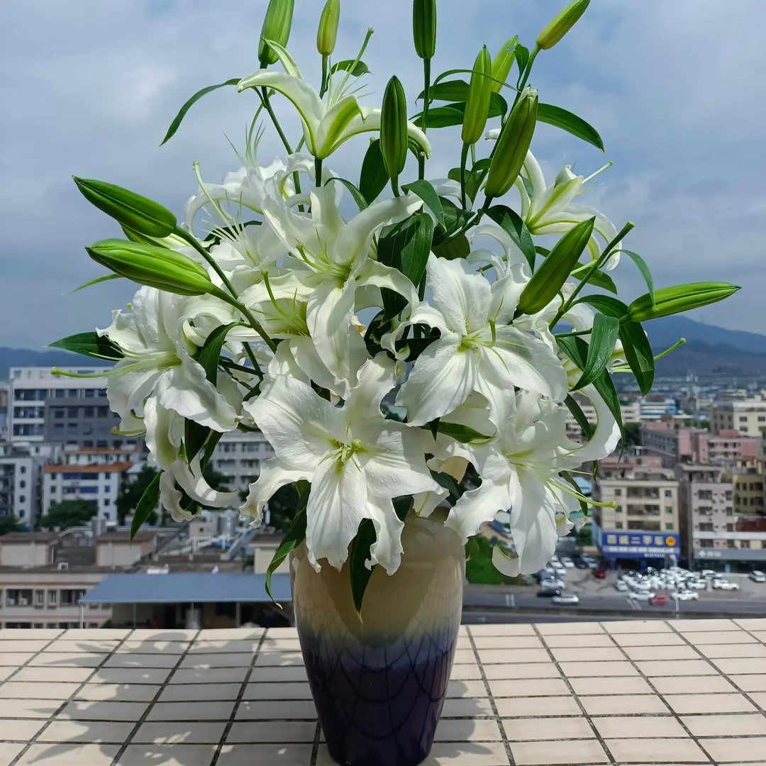 新鲜多头白色香水百合水养室内插花云南基地直发(白只限到店自取