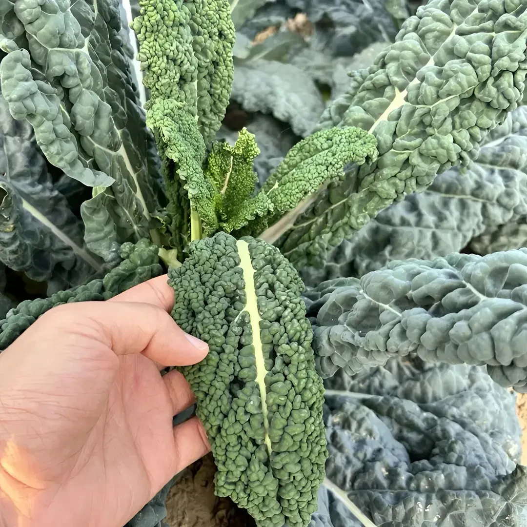 【皱叶菜种子】蔬菜种子家庭小院四季种植